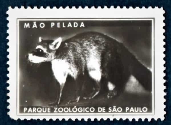 Cinderela Filatelica - Selograma - Parque Zoologico De São Paulo - Anos 50