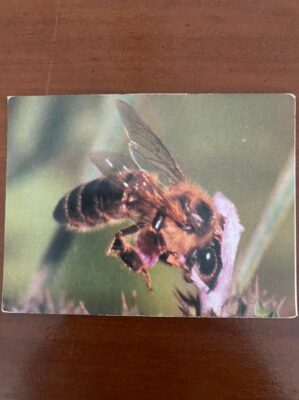Calendário de Bolso (Tema Animais - Abelha) Ano 1990