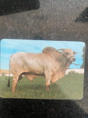 Calendário de Bolso (Tema Animais - Bovinos) Ano 1992