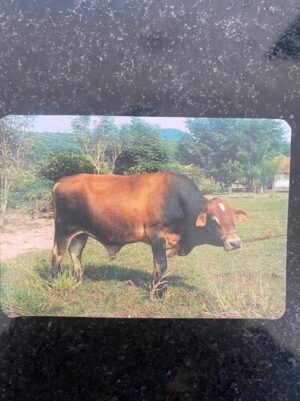 Calendário de Bolso (Tema Animais - Bovinos) Ano 1996