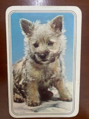 Calendário de Bolso (Tema Animais - Cachorros) Ano 1982