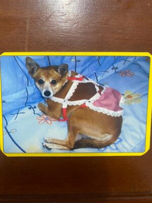 Calendário de Bolso (Tema Animais - Cachorros) Ano 2010