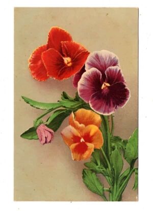 Cartao Postal - Flores - Violetas - Anos 1910