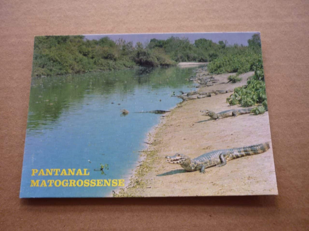 CARTÃO POSTAL PANTANAL MATOGROSSENSE JACARÉ .