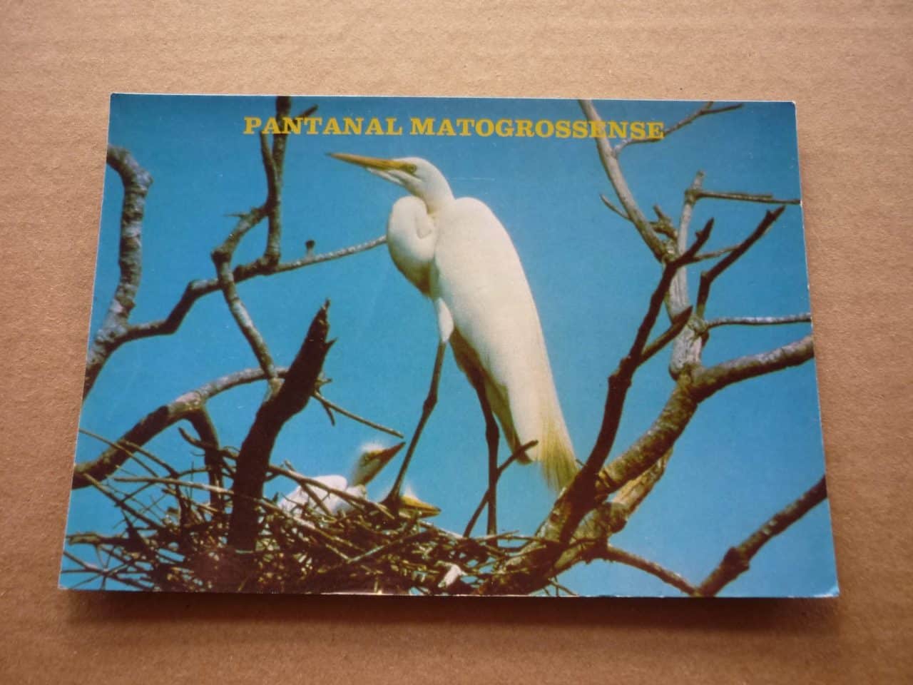 CARTÃO POSTAL PANTANAL MATOGROSSENSE .