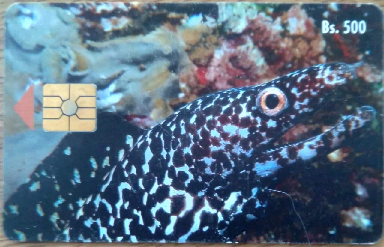 Cartão Venezuela Cantv Chip 1994 / Fauna Marinha Peixe Morena Tigre.