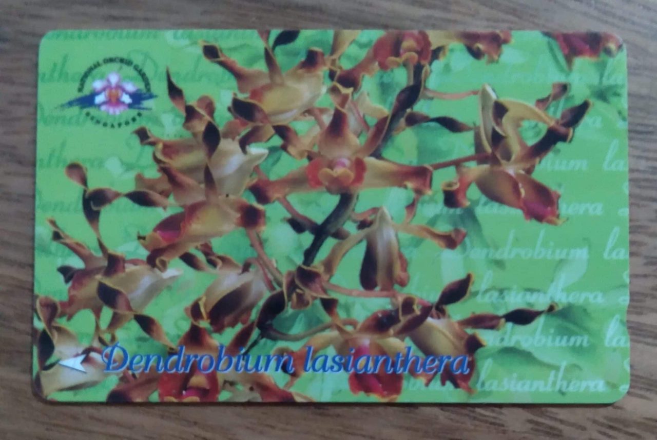 Cartão telefone Singapura Telecom. Orquidea Dendrobium lasianthera.