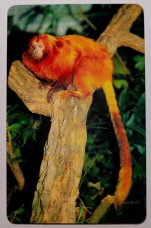 Card Promocional da Cepacol - Animais em extinção - Mico Leão Dourado