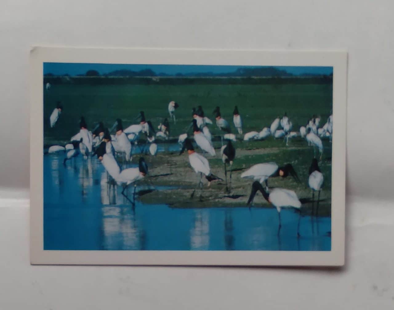 Cartão Postal Pantanal MT. Bando de Tuiuiús.