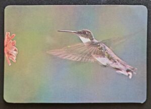 Calendário de Bolso (Tema Animais - Aves) Ano 1991