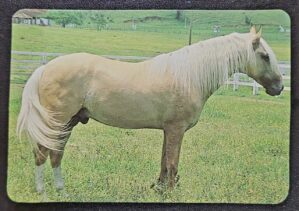 Calendário de Bolso (Tema Animais - Cavalos) Ano 1994