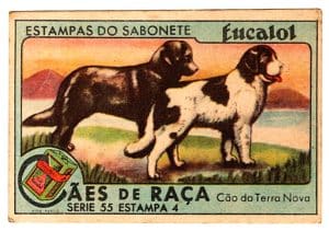 Estampas Eucalol - Cães de Raça - Série 55 - Estampa 4 - Anos 30 / 40 - 3° Emissão
