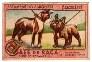 Estampas Eucalol - Cães de Raça - Série 55 - Estampa 5 - Anos 40 / 50 - 3° Emissão