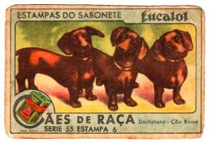 Estampas Eucalol - Cães de Raça - Série 55 - Estampa 6 - Anos 30 / 40 - 3° Emissão