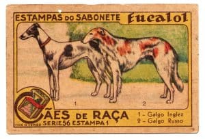 Estampas Eucalol - Cães de Raça - Série 56 - Estampa 1 - Anos 40 / 50 - 1° Emissão
