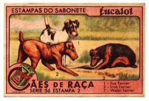Estampas Eucalol - Cães de Raça - Série 56 - Estampa 2 - Anos 30 / 40 - 3° Emissão