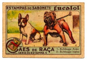 Estampas Eucalol - Cães de Raça - Série 56 - Estampa 5 - Anos 40 / 50 - 1° Emissão