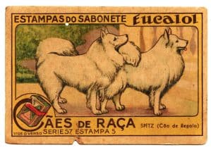 Estampas Eucalol – Cães de Raça – Série 57 – Estampa 5 – Anos 40 / 50 – 1° Emissão