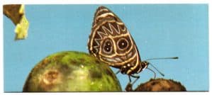 Figurinha Nestlê Surpresa - Sertões - Nº 14 - Borboleta da Caatinga – 1991