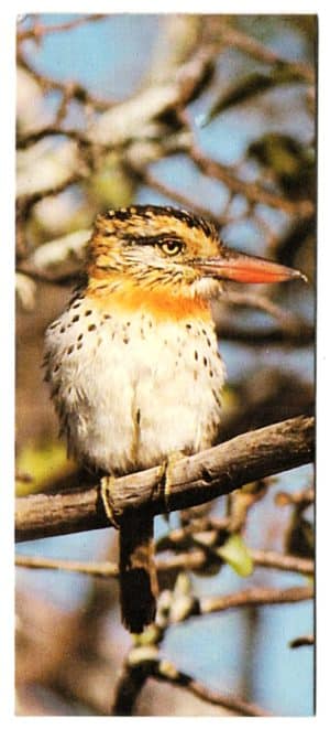 Figurinha Nestlê Surpresa - Sertões - Nº 18 - Fura Barreira – 1991