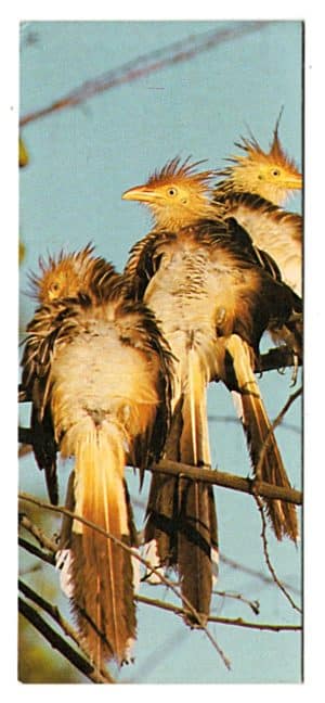 Figurinha Nestlê Surpresa - Sertões - Nº 20 - Anu Branco – 1991