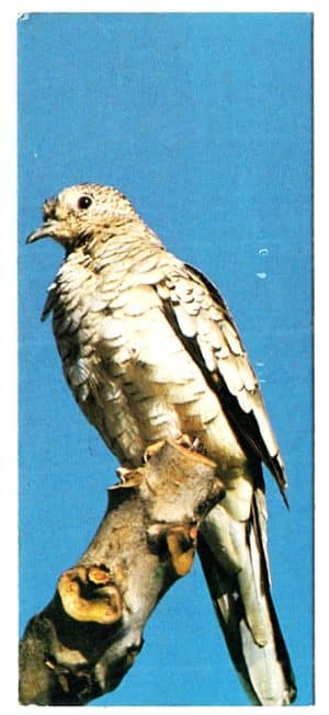 Figurinha Nestlê Surpresa - Sertões - Nº 21 - Fogo Pagou – 1991
