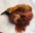 taxidermia, peças de 1890 aves do Paraíso