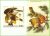 Burkina Faso – Aves – 1985 – Ilustrações de Audubon – Bloco sem perfuração com ilustração – 6