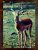 Cartão Postal Estrangeiro – Fauna Africana – Impala