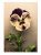 Cartao Postal – Flores – Violeta – Anos 1920