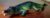 Animal de Brinquedo – Crocodilo (Gavialis Gangeticus)