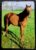 Calendário de Bolso (Tema Animais – Cavalos) Ano 2002