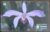 Ct Brasil Telebrás 00 1995 / Orquideas / Laelia Perrinii.